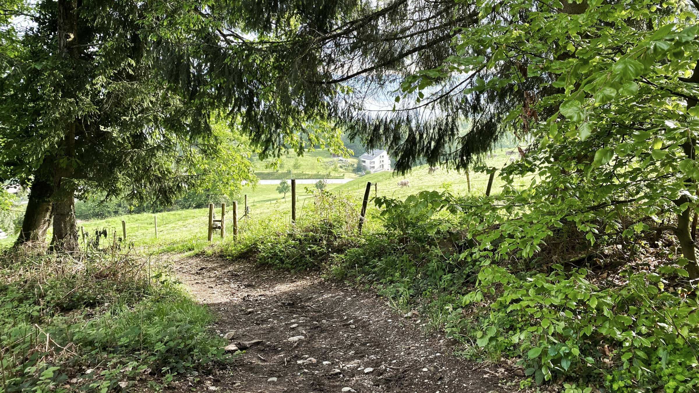 Sijentalwald